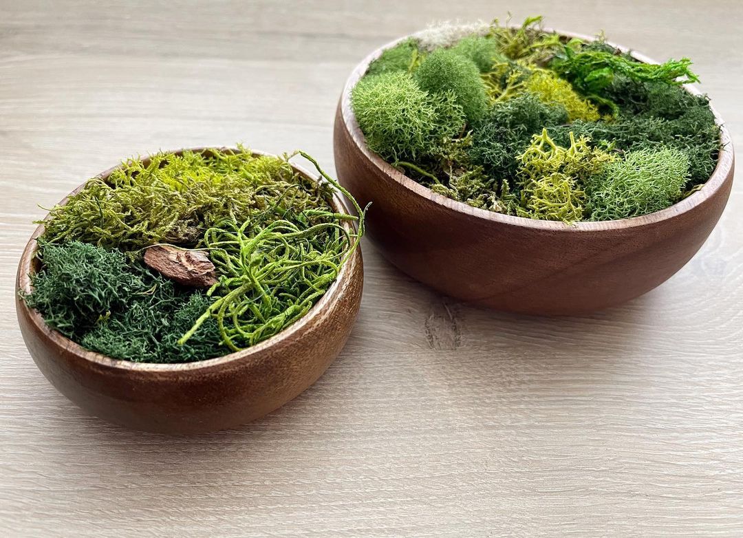 Decorative bowls of multiple moss types, showing a common houseplant rising in trend. Photo by Instagram user @mpwovenn_fiberart.