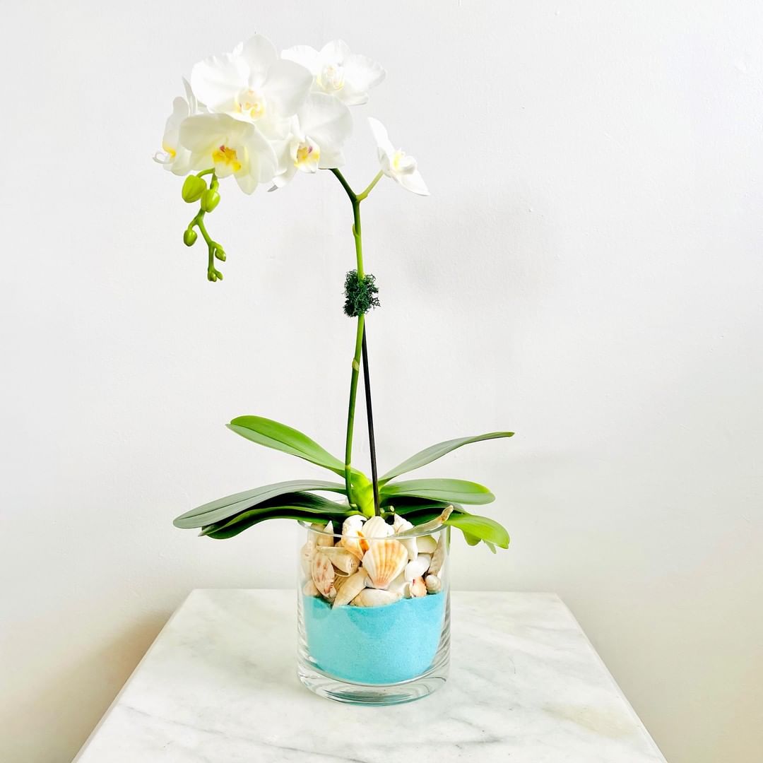 Blooming white orchid in pot using seashells to help with the extreme drainage orchids require. Photo by Instagram user @plantationhouseflowers.