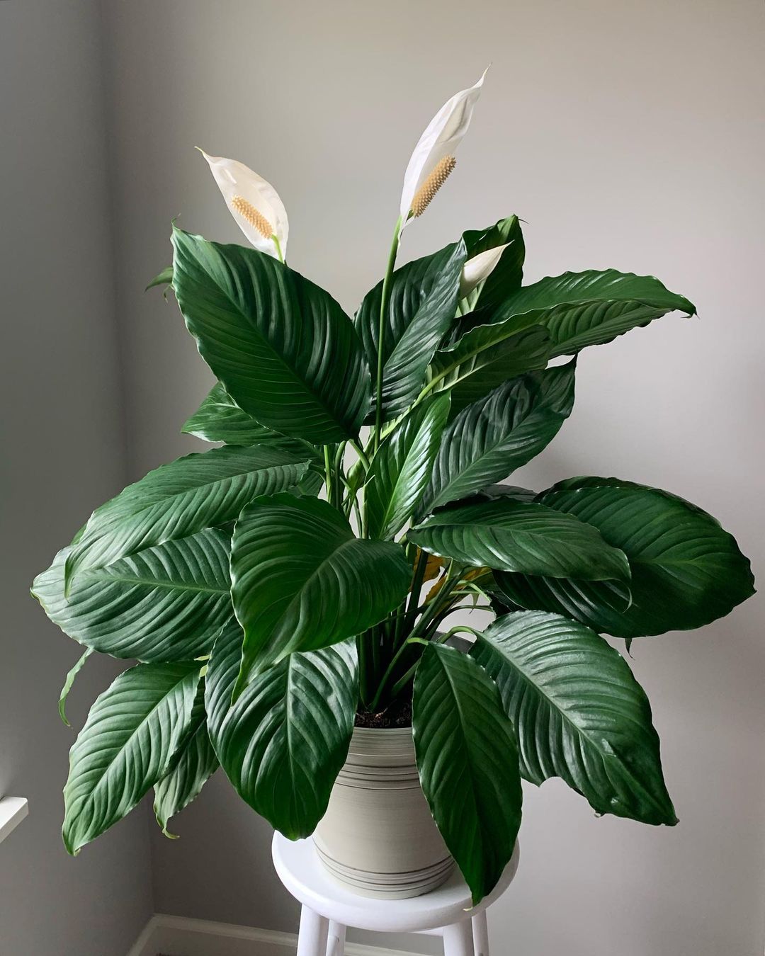 Blooming peace lily. Photo by Instagram user @candiceayala.