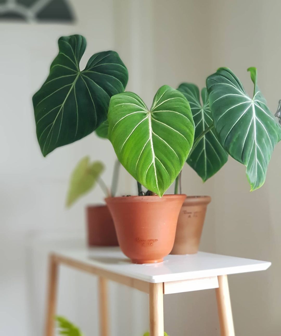 Philodendron growing on a counter. Photo by Instagram user @casa_de_hue.