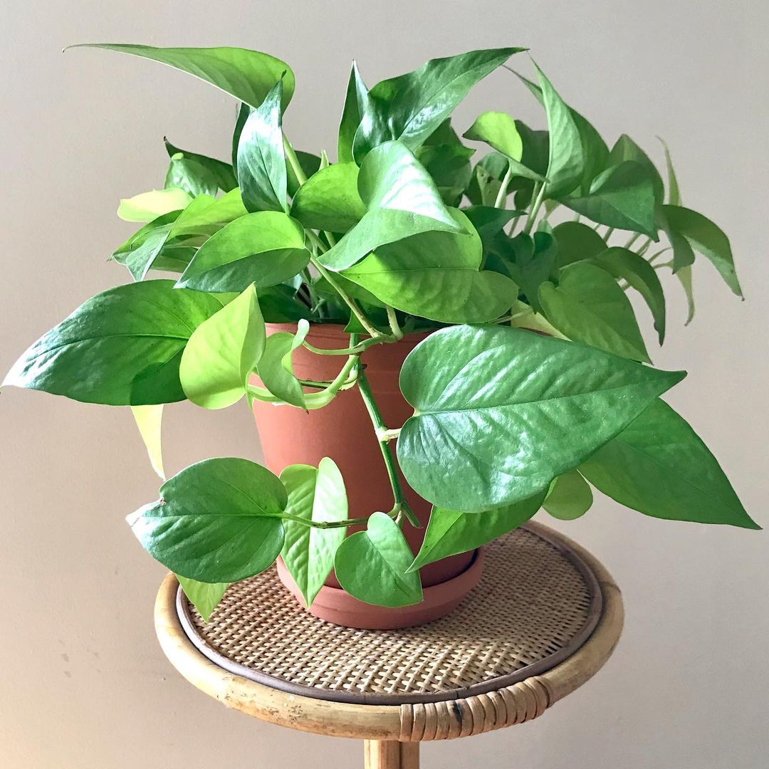 Product photo of pothos plant. Photo by Instagram user @itsplant_tingz.