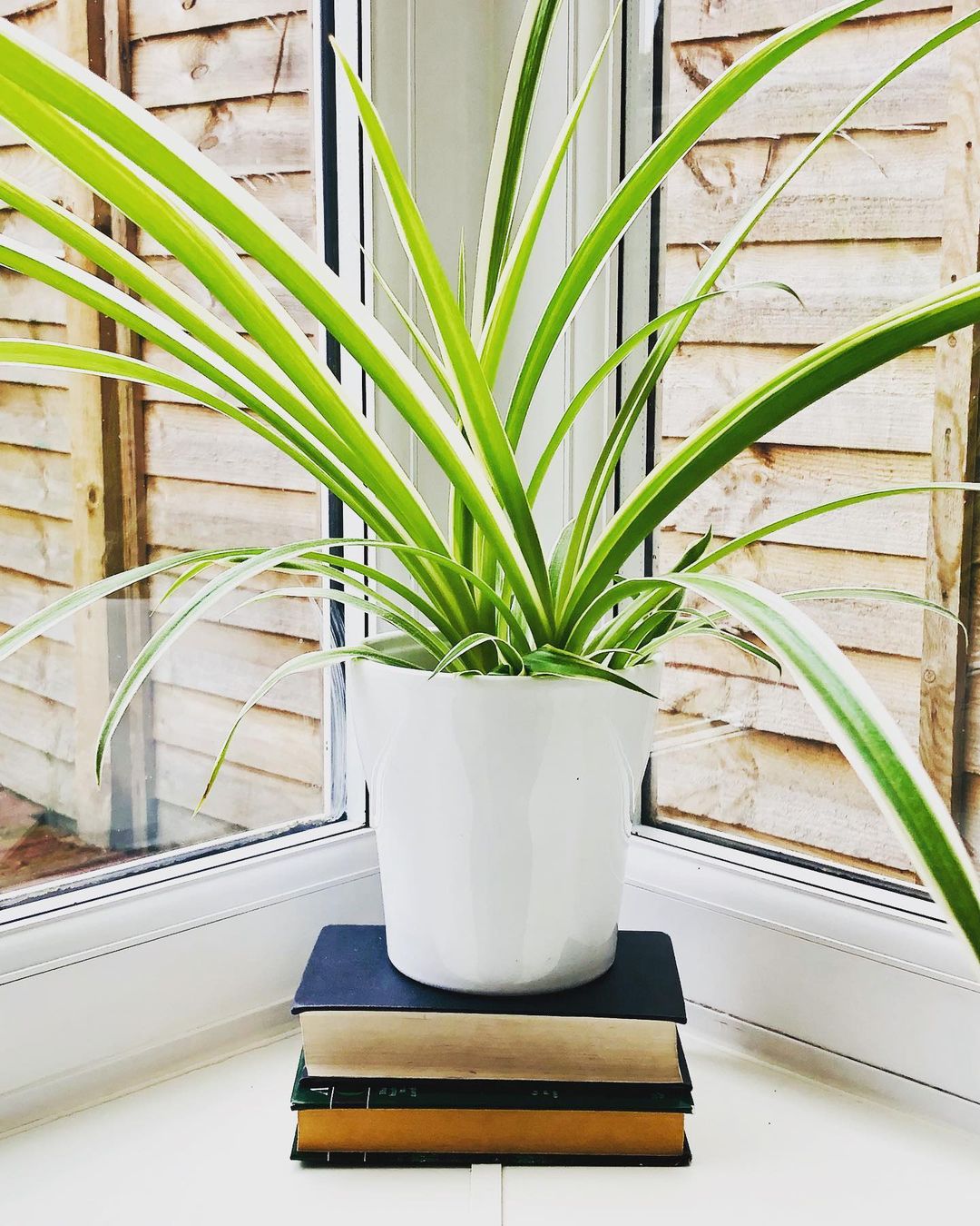 Mature spider plant positioned on a couple of books for aesthetic enjoyment. Photo by Instagram user @keepingupwithroma.k.