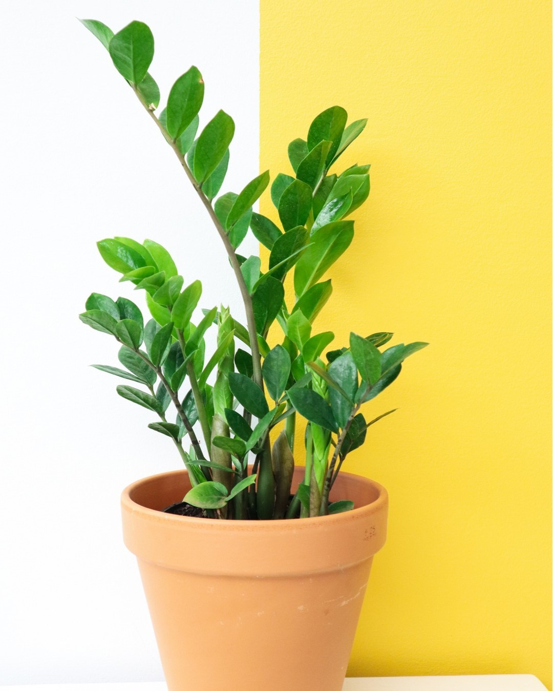 Product photo of growing ZZ plant. Photo by Instagram user @happylifeplants.