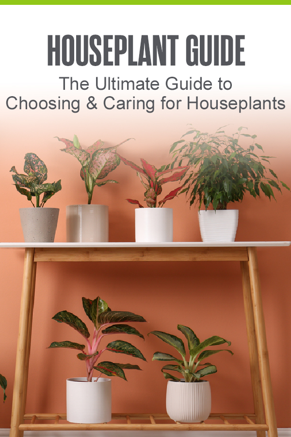 Pinterest Image: Houseplant Guide: The Ultimate Guide to Choose & Caring for Houseplants: Extra Space Storage