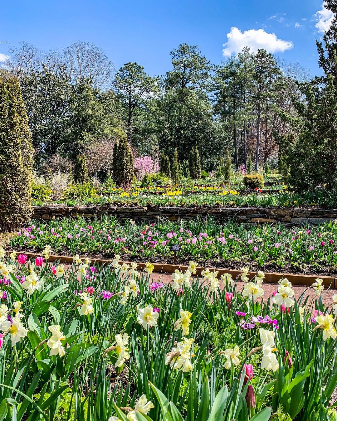 Daisies in the Sarah P. Duke Gardens. Photo by Instagram user @bestofthebull