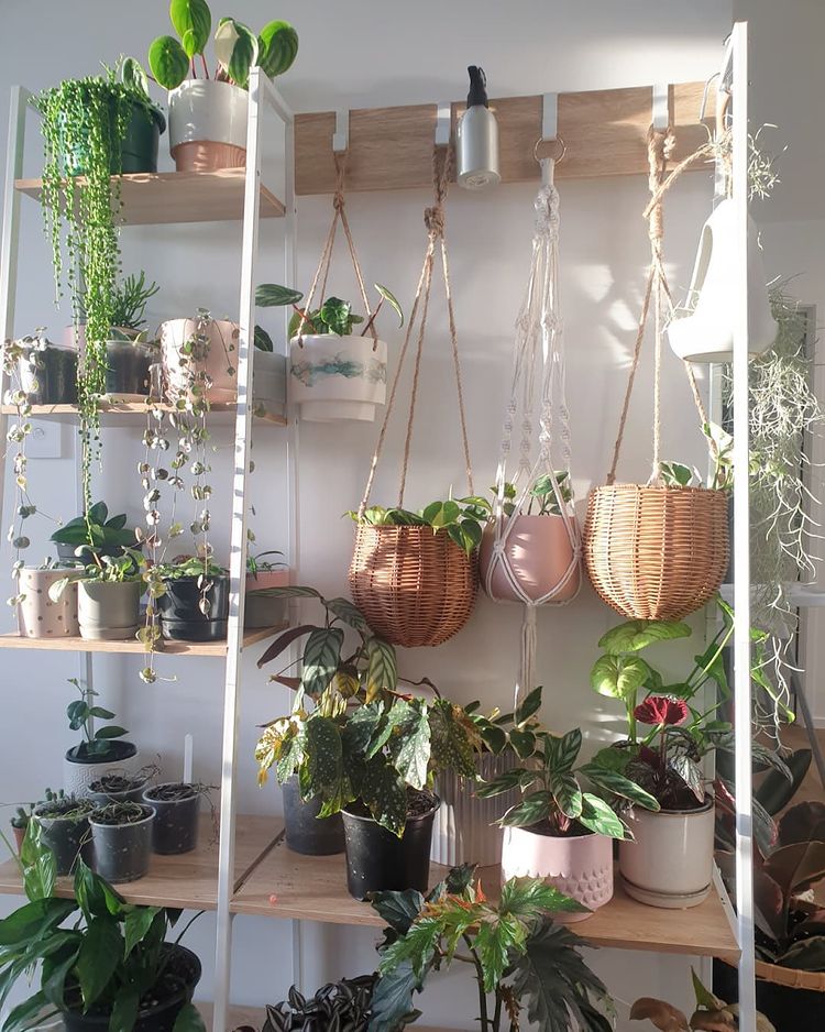 Close-up shot of several houseplants in a delicate arrangements on a shelf and hangers. Photo by instagram user @theplantparlournz