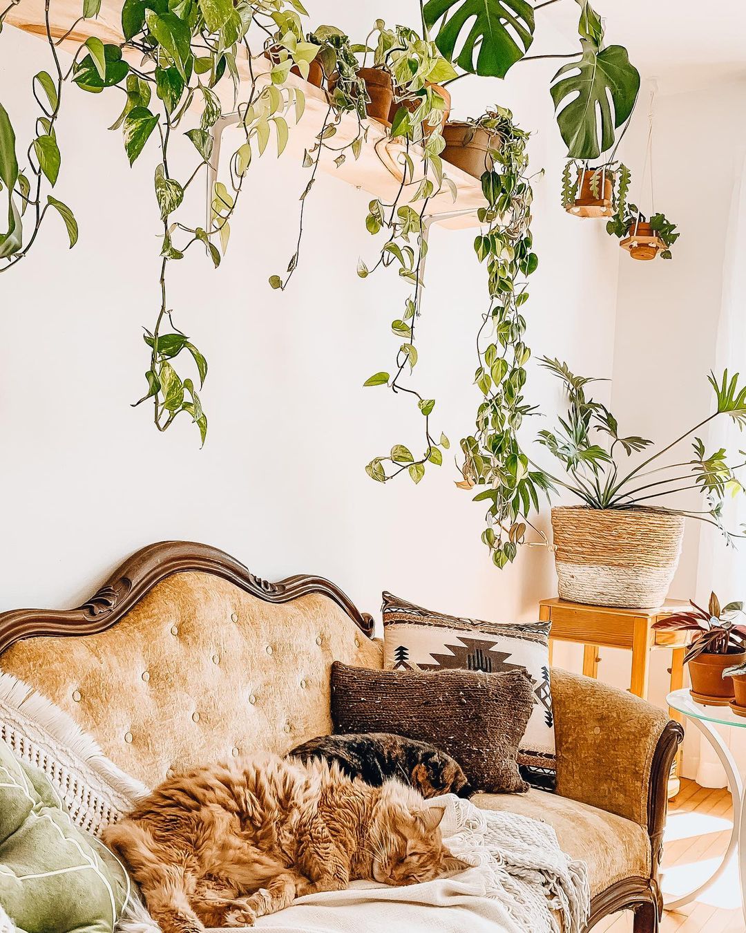 Urban jungle living room with plants hanging from a shelf above an ornate couch with a potted plant on a side table. Photo by instagram user @coffeeinmyjungle