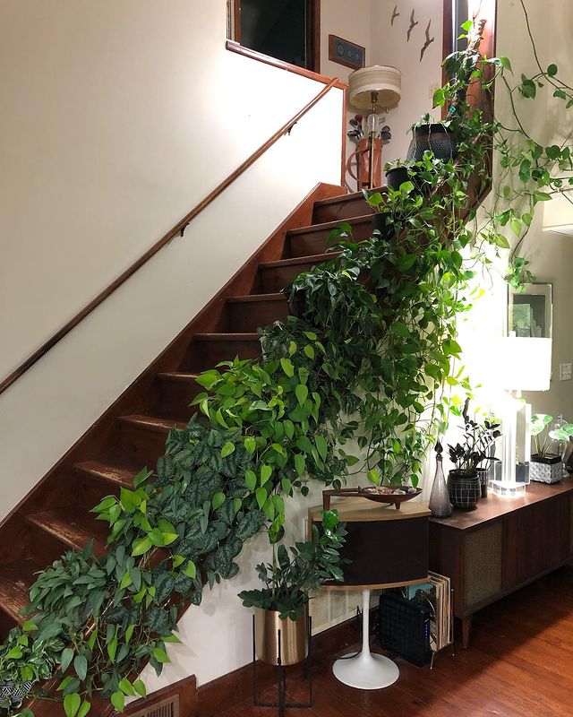 Urban jungle staircase with plants lining the bannister giving the room an overgrown look. Photo by instagram user @the_swearing_gardener