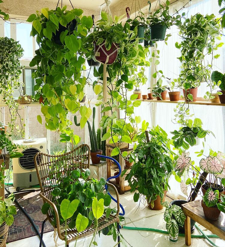 Plant room with several plants hanging up and potted plants sitting next to large windows with a lot of natural light. Photo by instagram user @myplantlifejourney