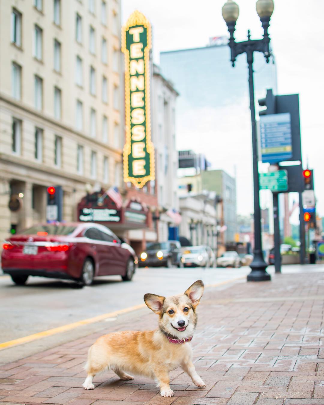 Corgi Outside of the Tennessee Theater. Photo by Instagram user @dogsofdowntownknoxville