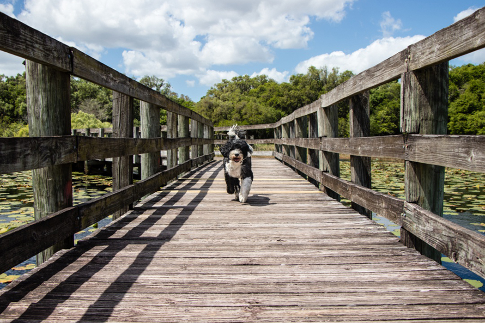 Dog running on wooden bridge in Spring Hill, FL