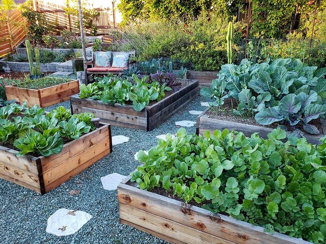 Outside view of raised garden beds