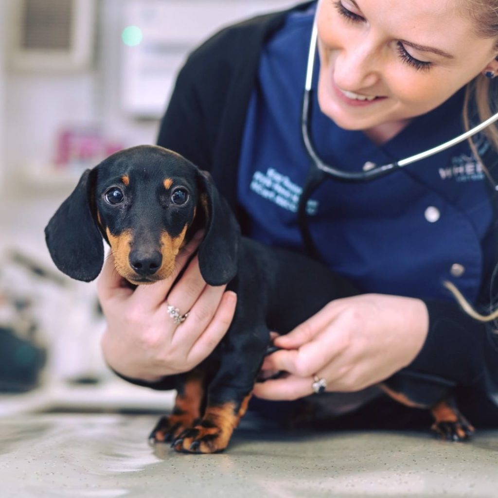 A vet holding a dachshund dog while listening to its heart rate. Photo via Instagram user @wheelhousevets