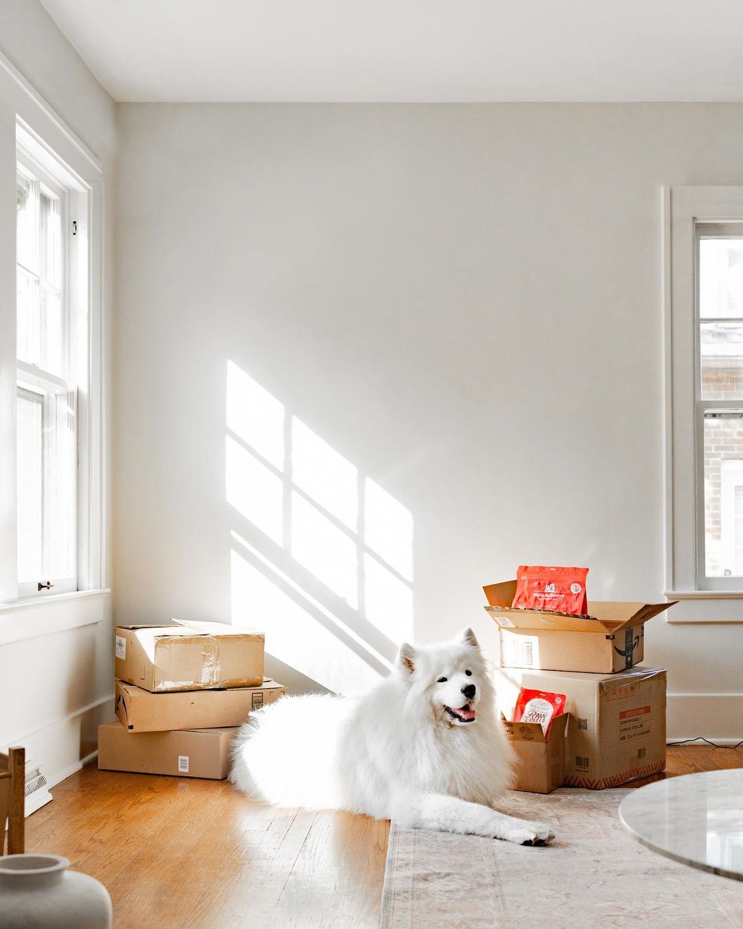 white dog next to moving boxes. photo via @ byolivialee