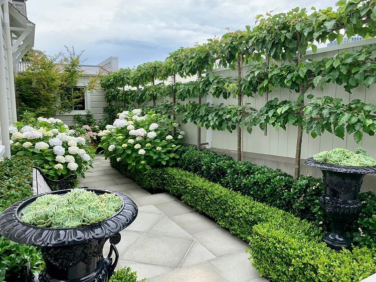 A variety of plants laying near the fence line. Photo by Instagram user @ hedge.garden.design.nursery