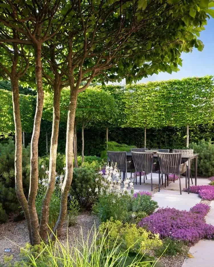 Backyard Trees For Privacy