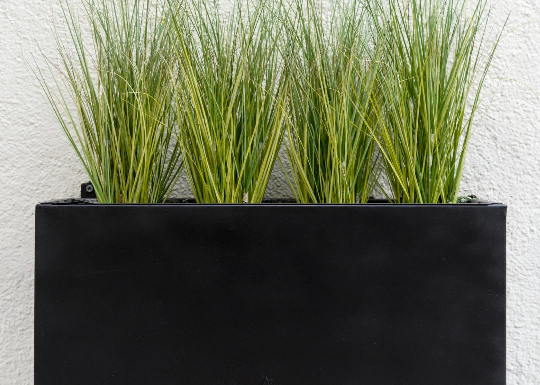 Black outdoor planter with tall grass