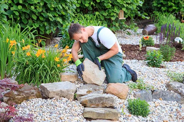 Landscaper moves a large rock in a gravel and plant-filled garden bed