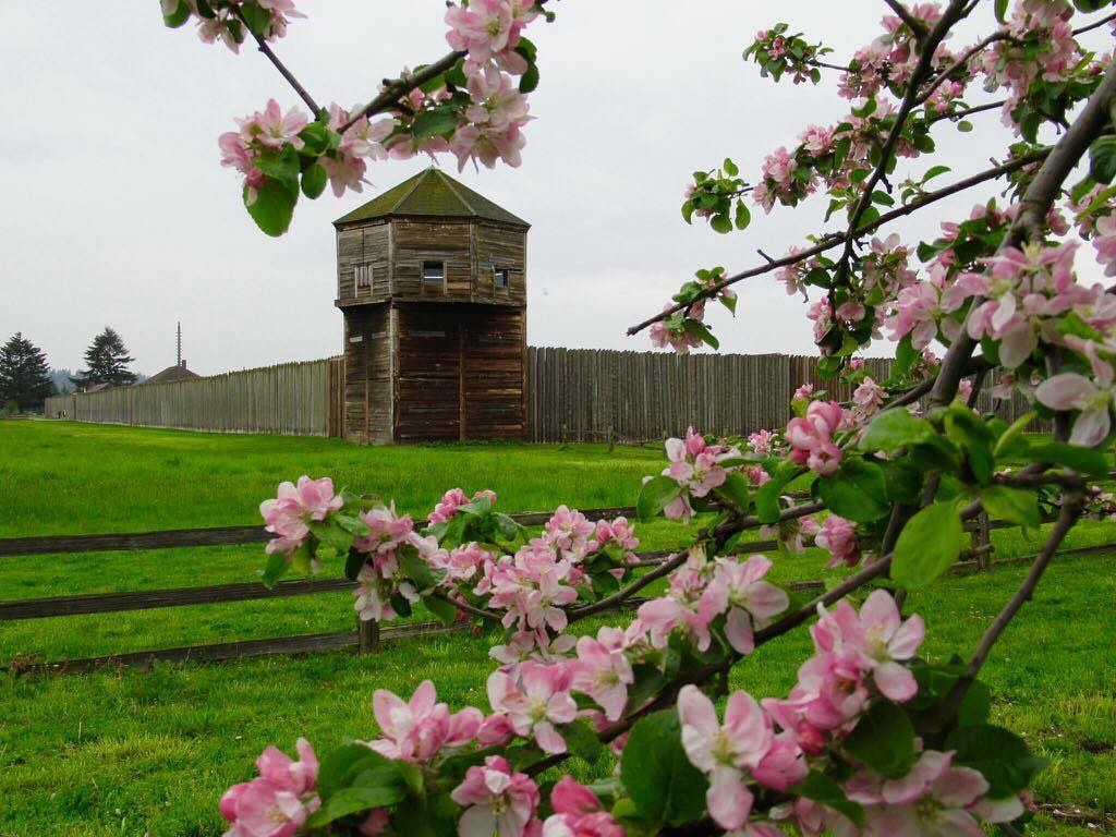 Fort Vancouver National Historic Site with cherry blossoms. Photo by Instagram user @fortvancouvernps.