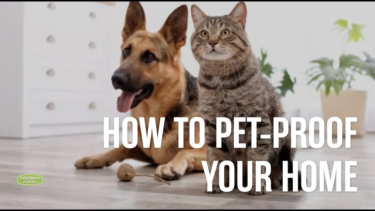 A RoomByRoom Guide to PetProofing Your Home Extra Space Storage