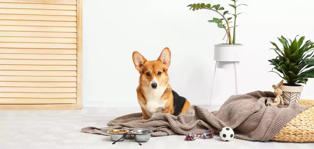 A corgi laying on a blanket near a plant.