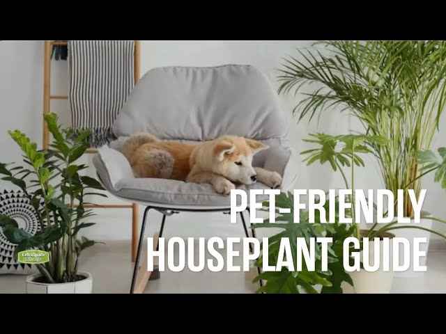 16 Non-Toxic Indoor Plants That Are Safe for Pets | Extra Space Storage