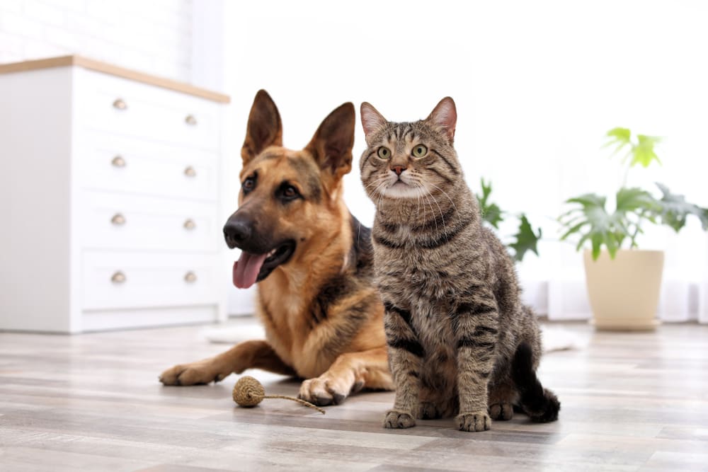 A cat and a dog sitting next to each other inside of a house