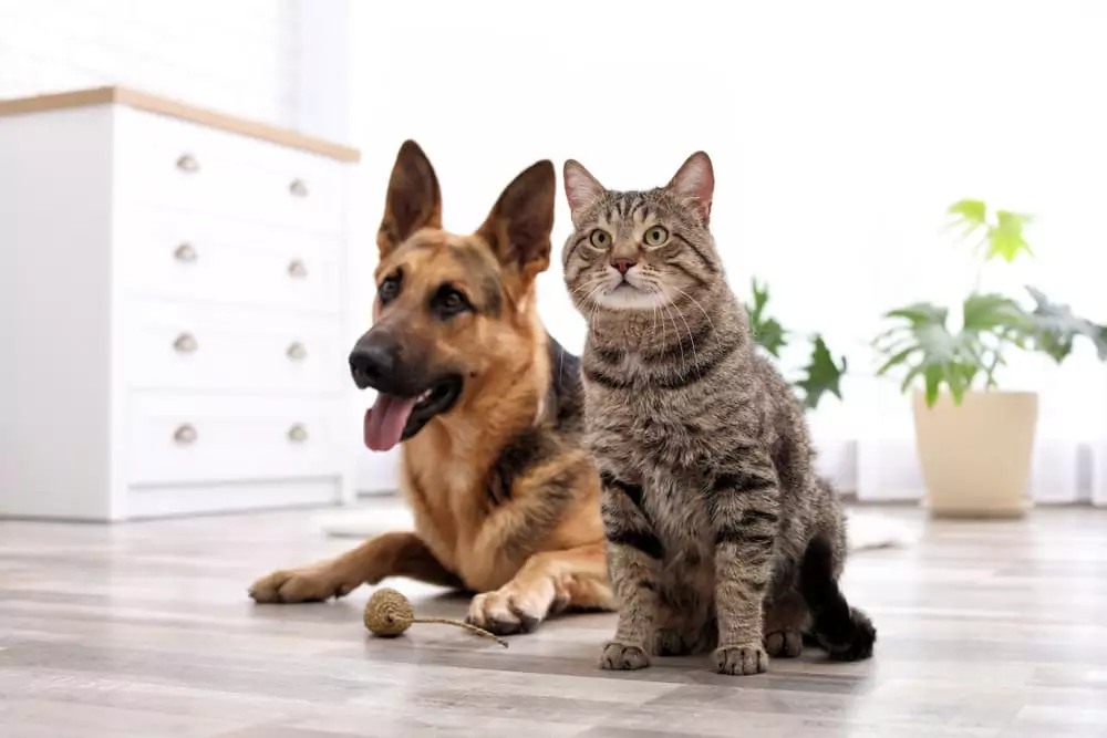 A Room-By-Room Guide to Pet-Proofing Your Home