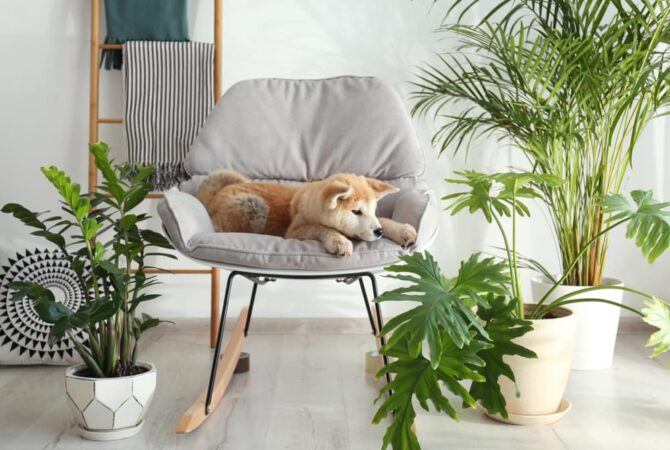 Little dog sitting in a chair next to indoor house plants