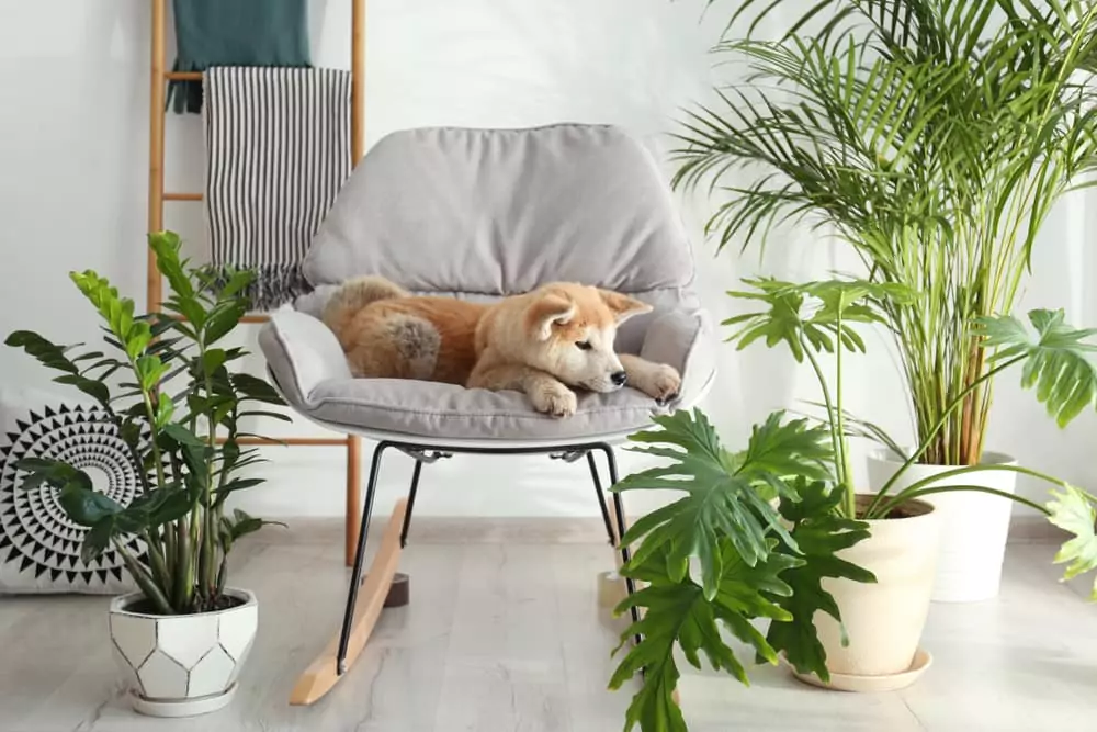 Little dog sitting in a chair next to indoor house plants