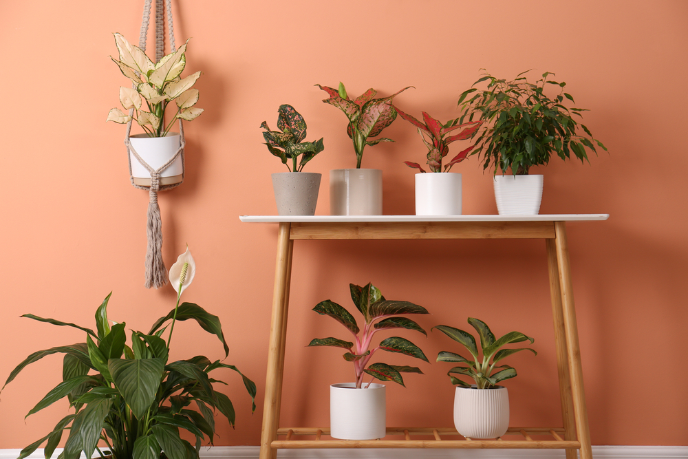 The Beginner's Houseplant Trick to Keep Your Plants Alive and