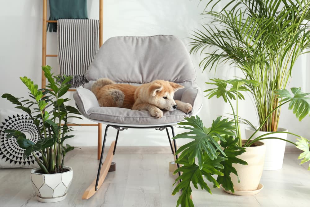 16 Non-Toxic Indoor Plants That Are Safe for Pets | Extra Space Storage